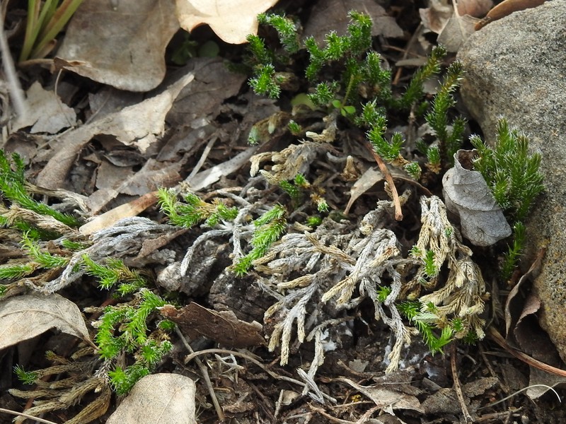 Selaginella corallina photo 7