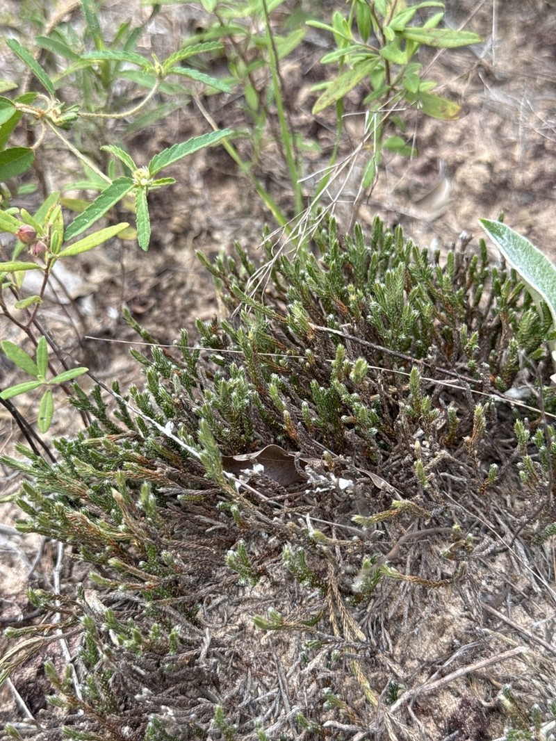 Selaginella corallina photo 8