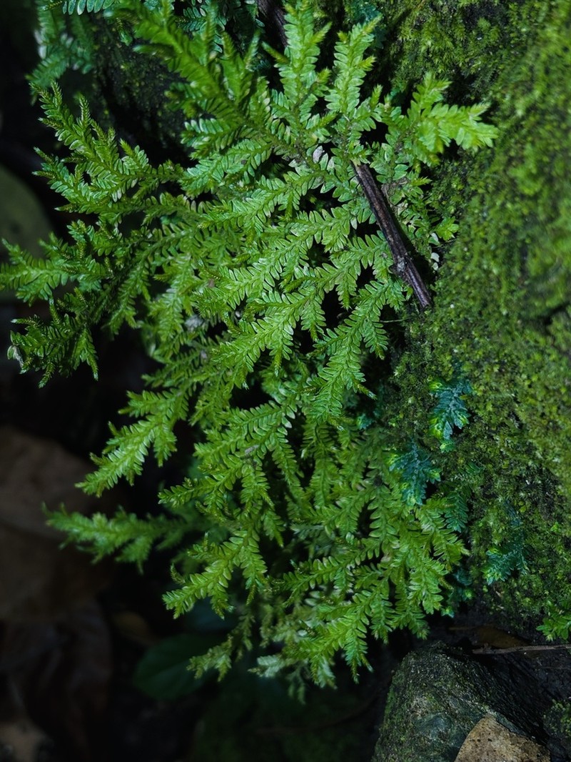 Heartleaf Spikemoss photo 4