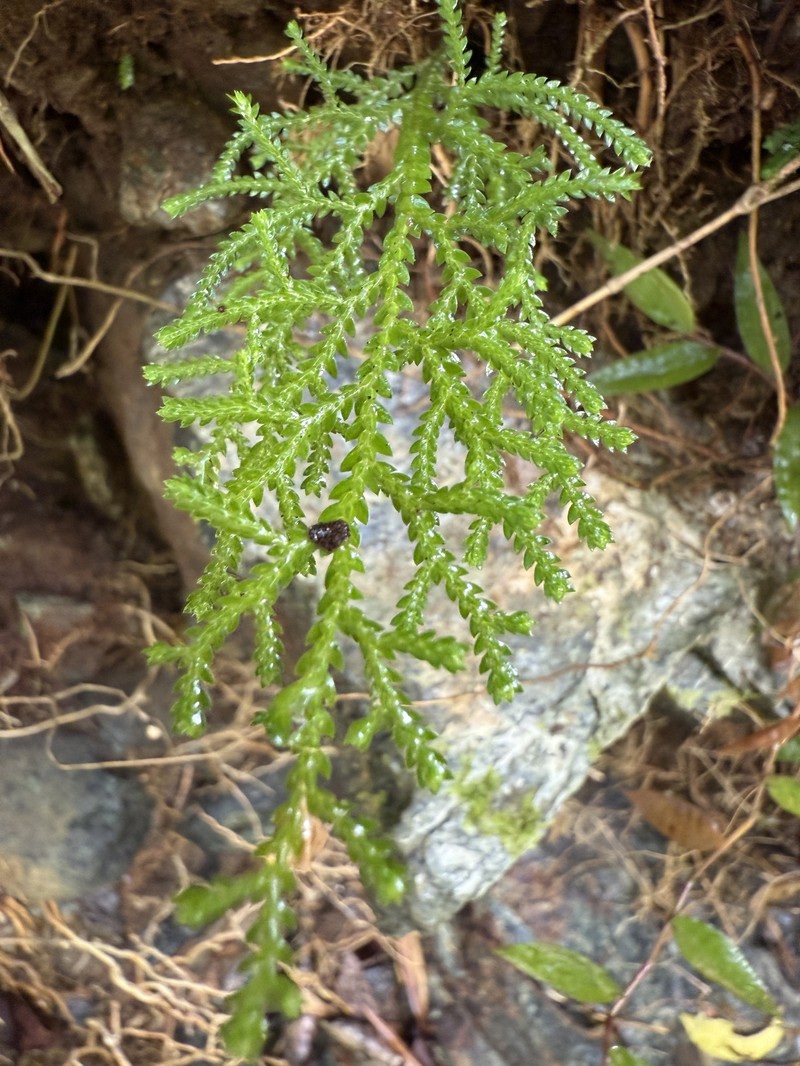 Heartleaf Spikemoss photo 5