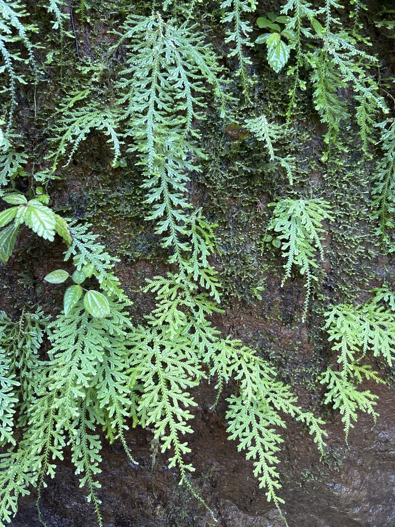 Heartleaf Spikemoss photo 6