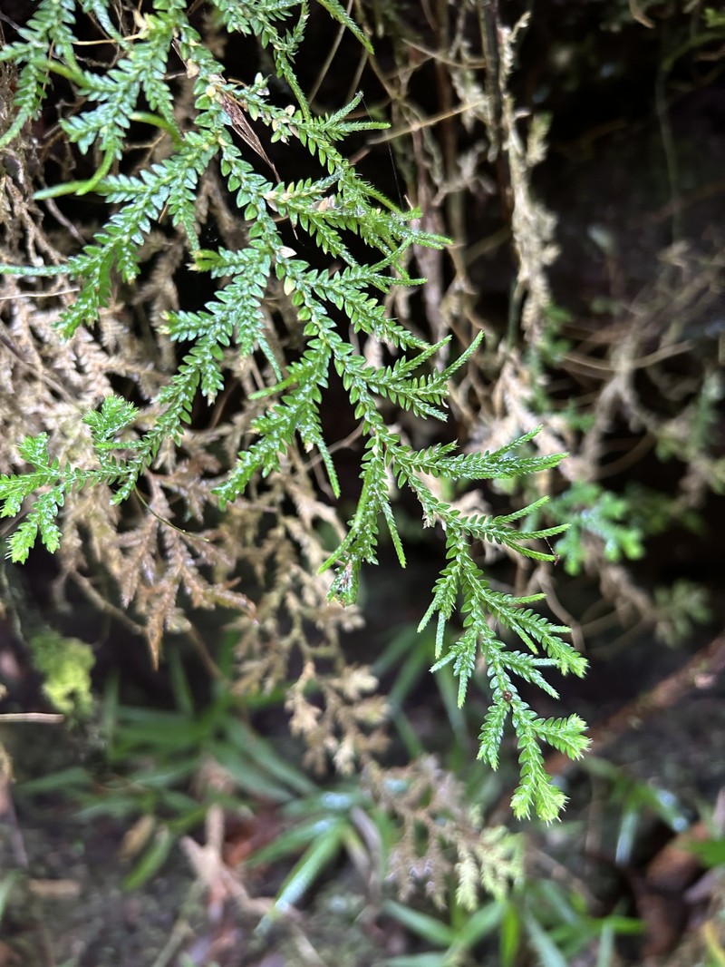Heartleaf Spikemoss photo 7