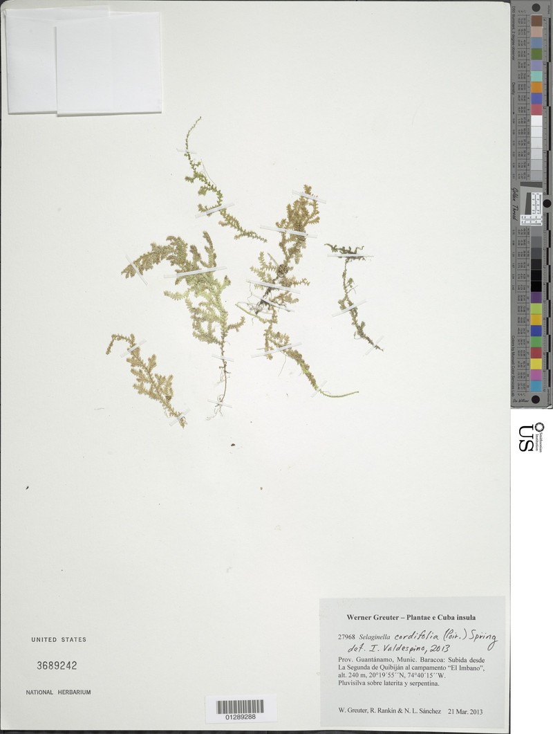 Heartleaf Spikemoss photo 8