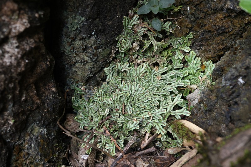 Selaginella coriaceifolia