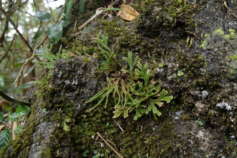 Selaginella coriaceifolia photo 2