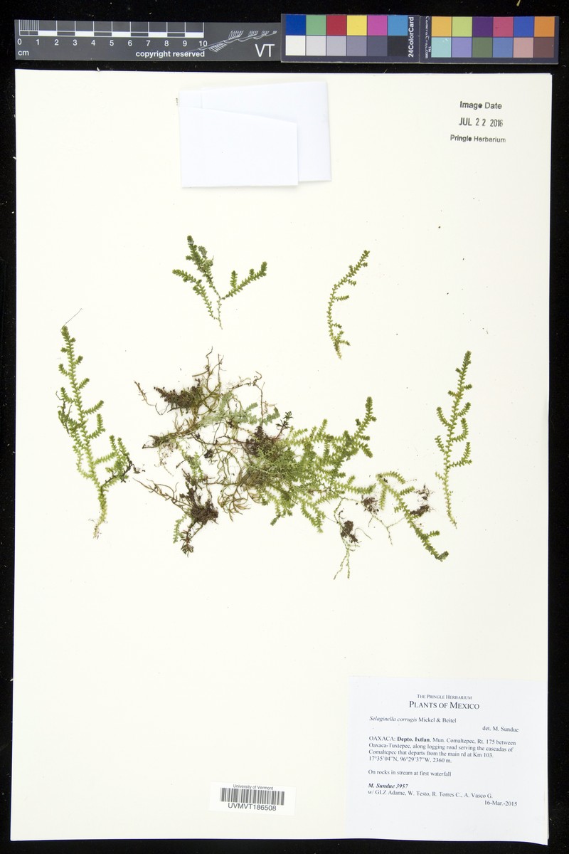 Selaginella corrugis