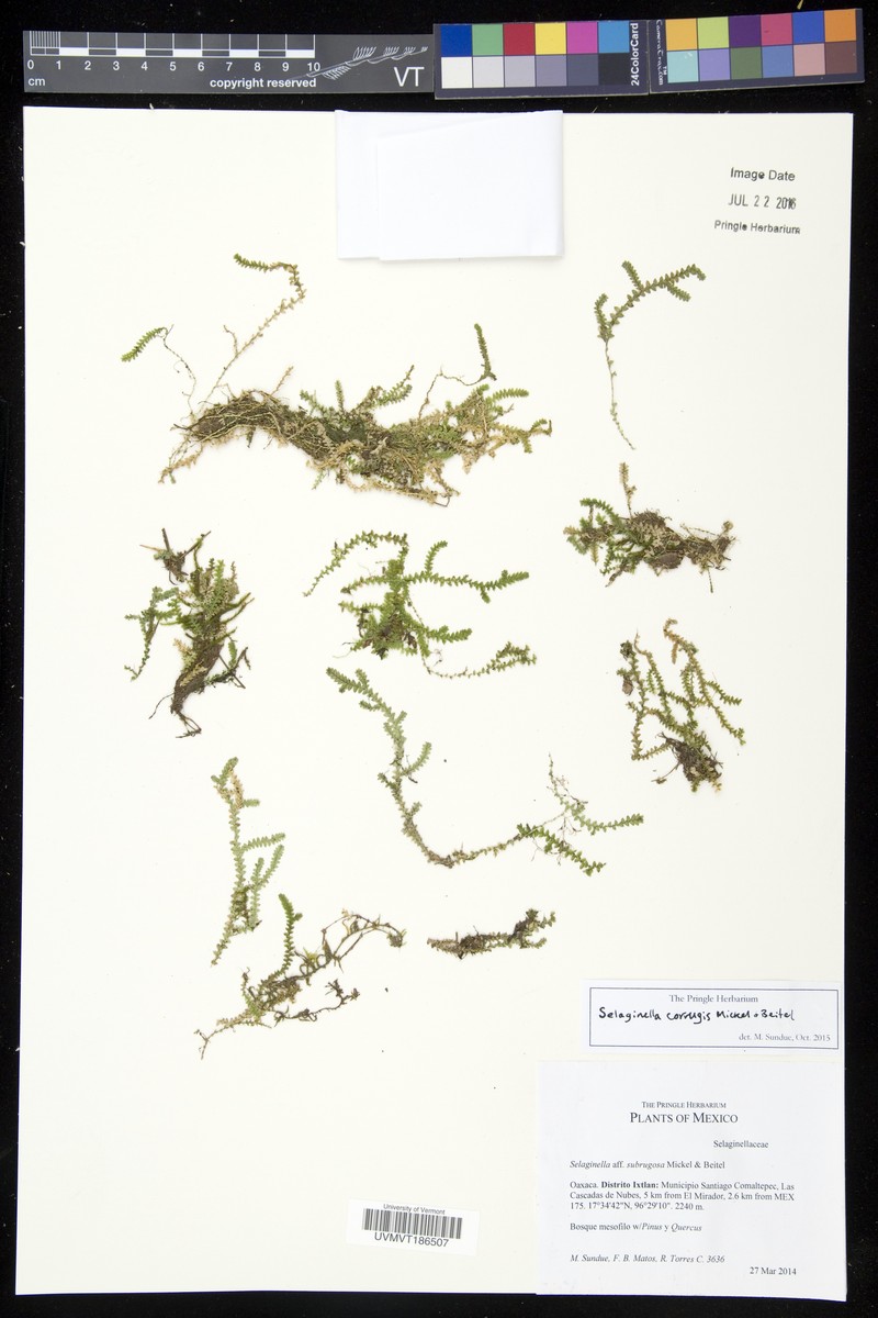 Selaginella corrugis photo 2