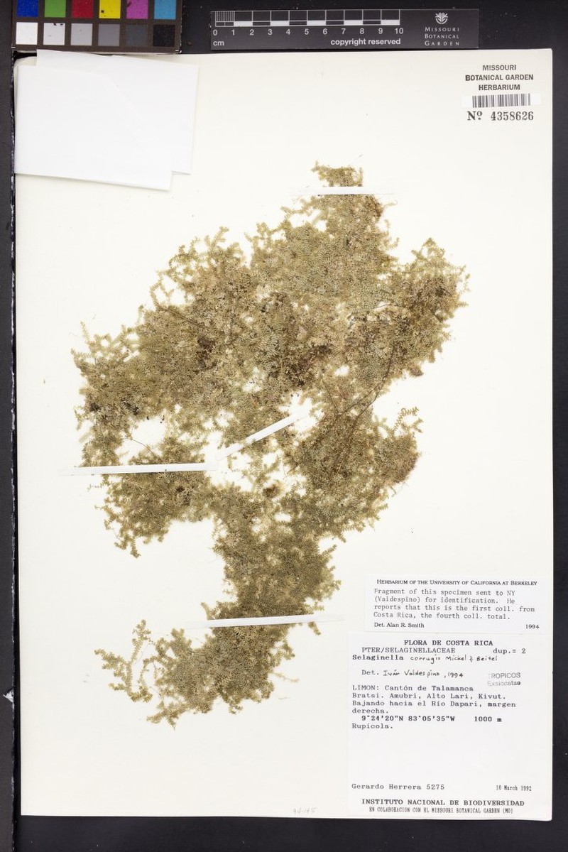 Selaginella corrugis photo 3