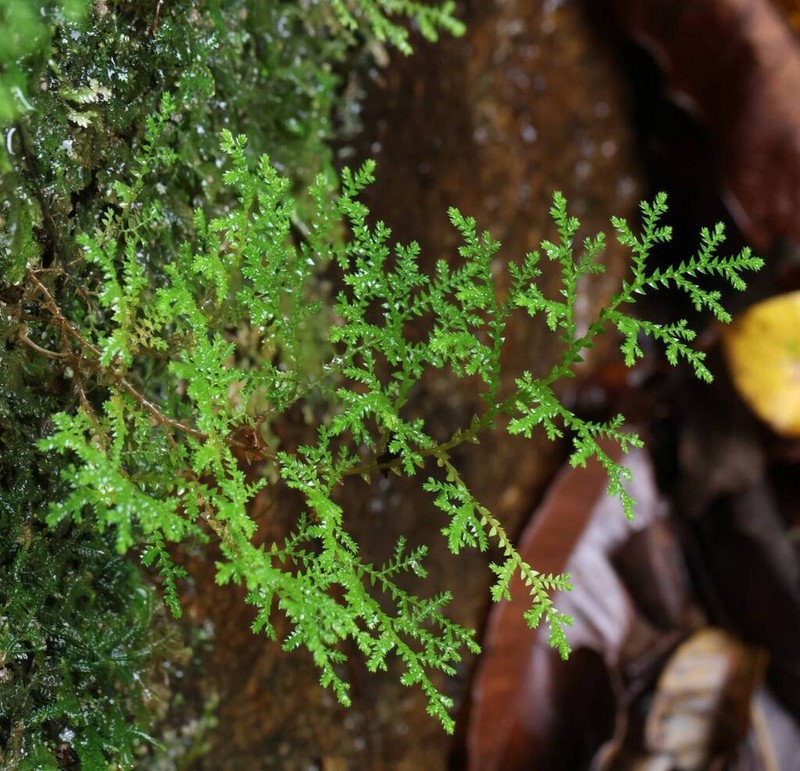 Selaginella crassipes