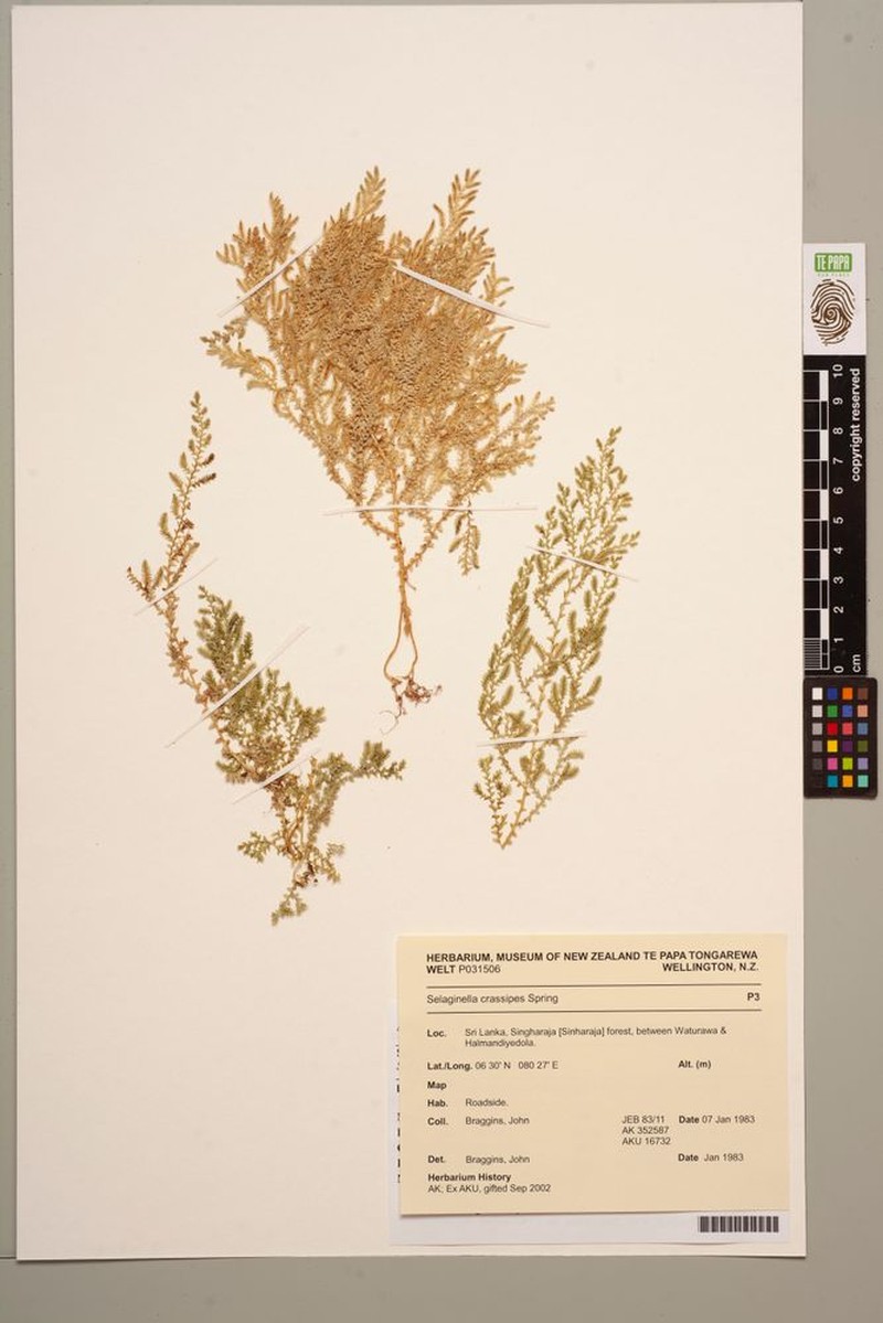 Selaginella crassipes photo 2