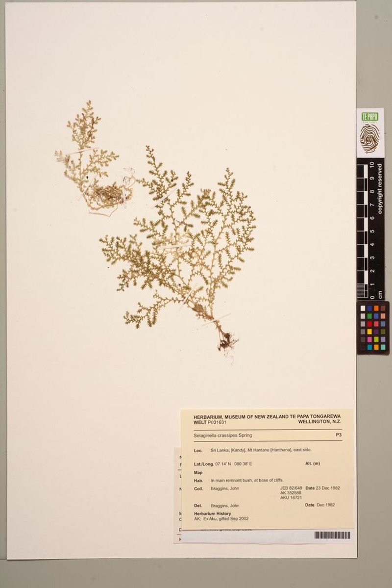 Selaginella crassipes photo 3