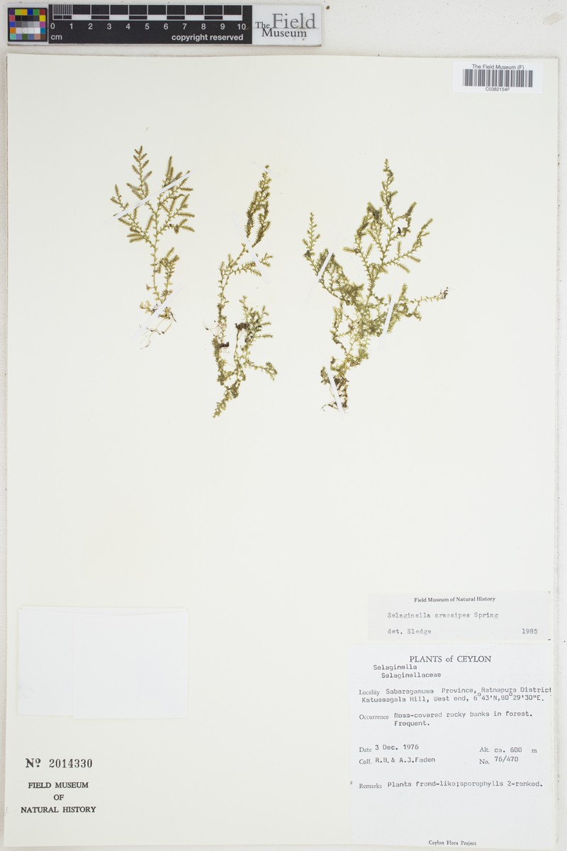 Selaginella crassipes photo 4