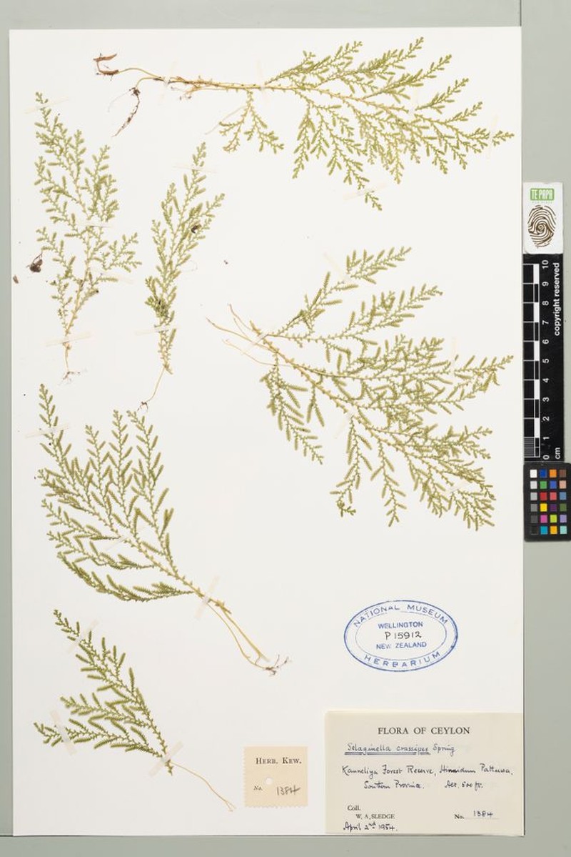 Selaginella crassipes photo 5