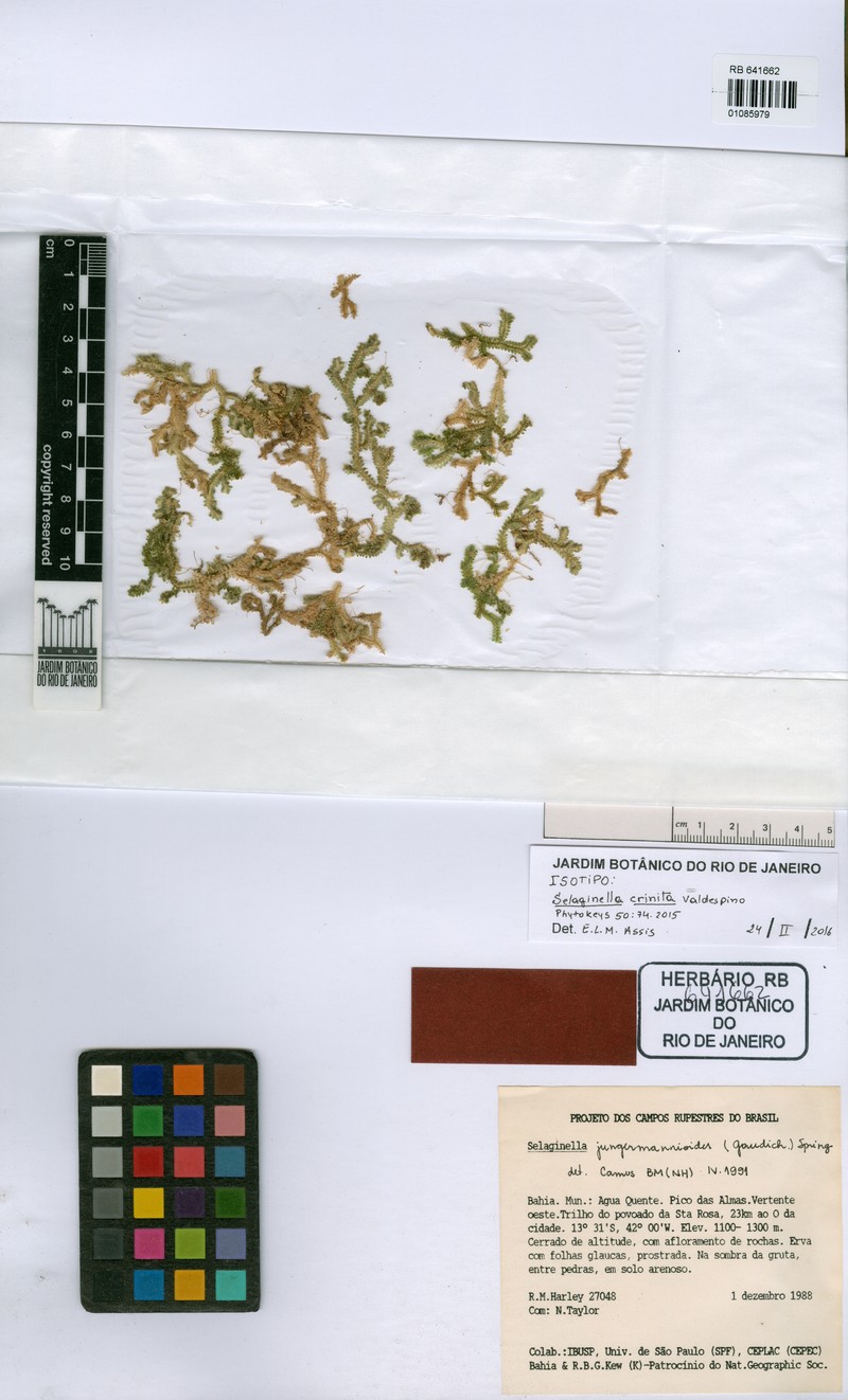 Selaginella crinita