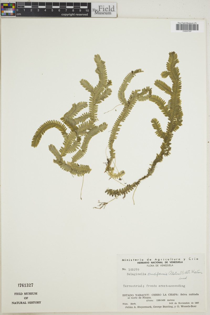Selaginella cruciformis photo 2
