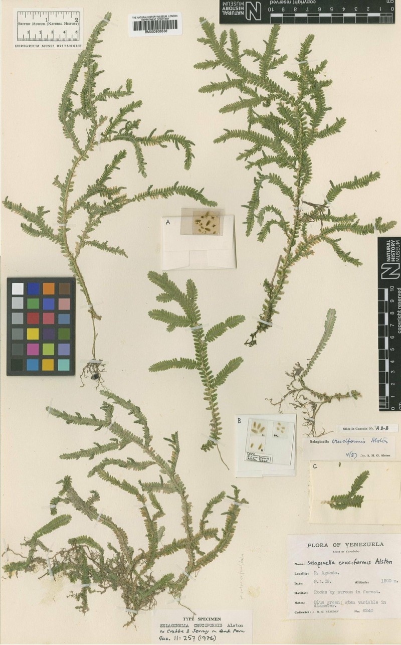 Selaginella cruciformis photo 3
