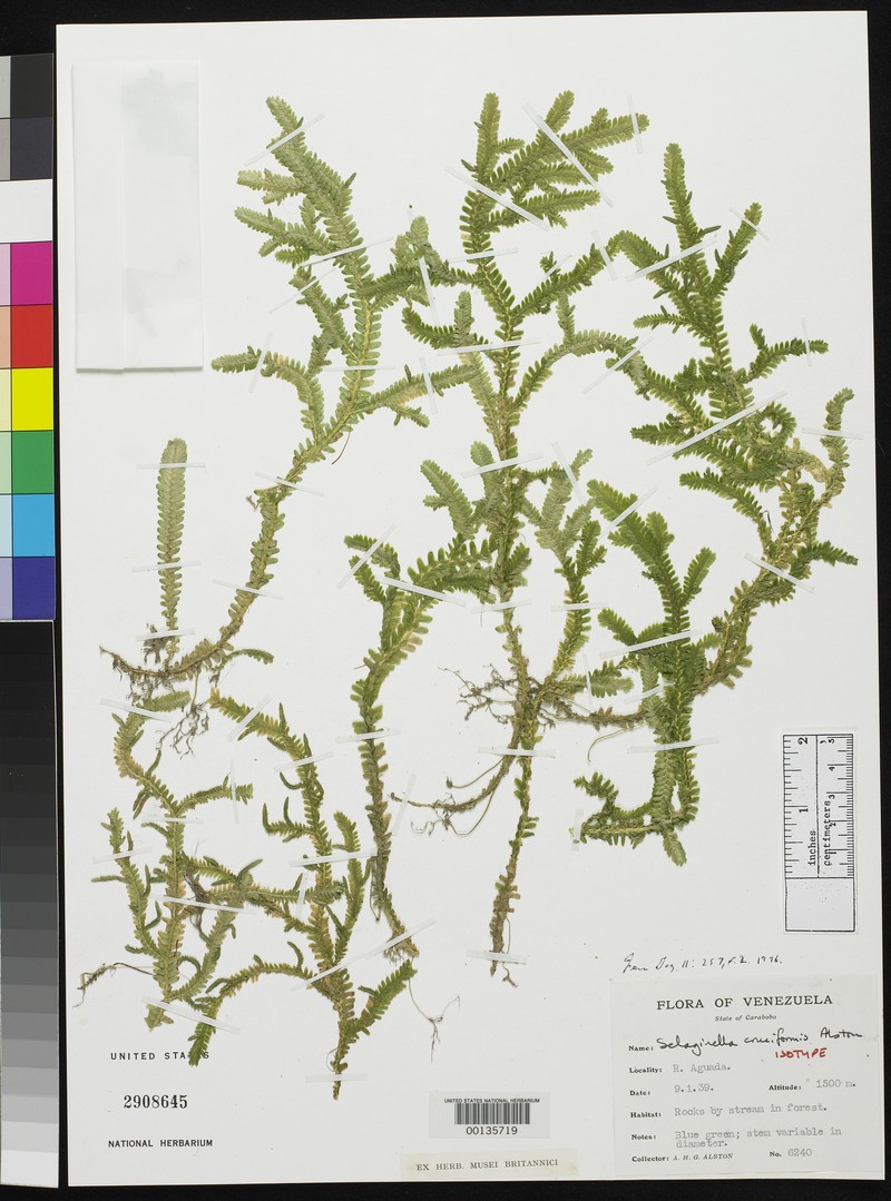 Selaginella cruciformis