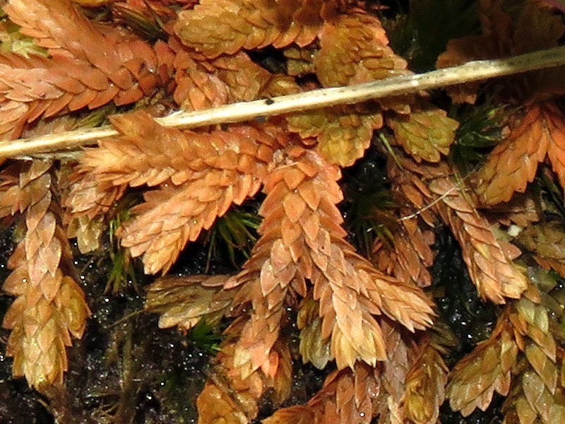 Selaginella culverwellii