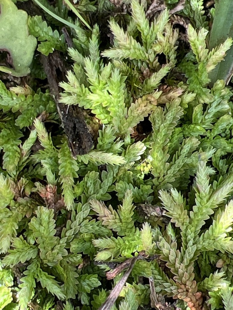 Selaginella culverwellii photo 2
