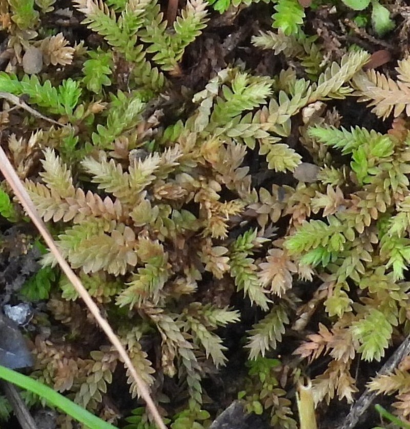 Selaginella culverwellii photo 3