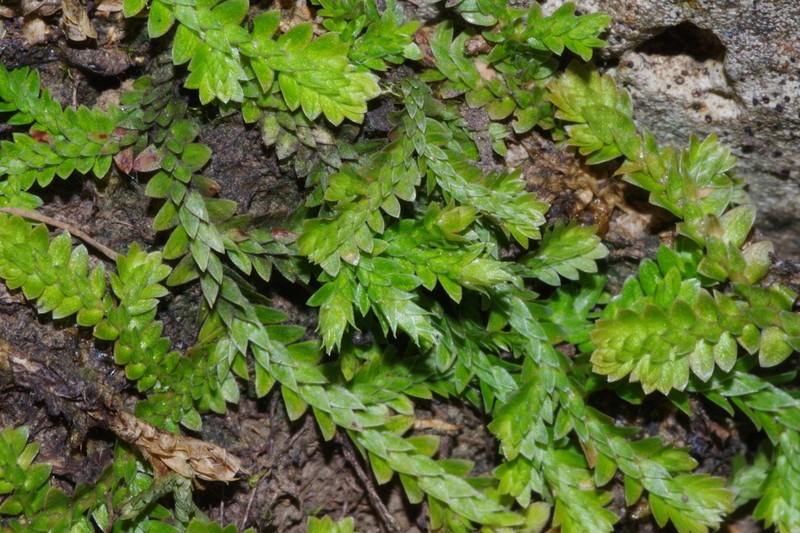 Selaginella culverwellii photo 4