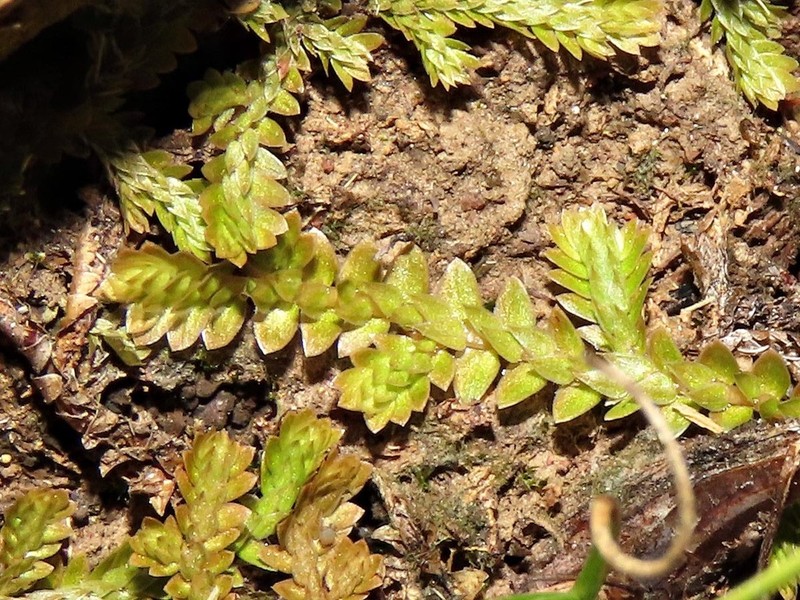 Selaginella culverwellii photo 5