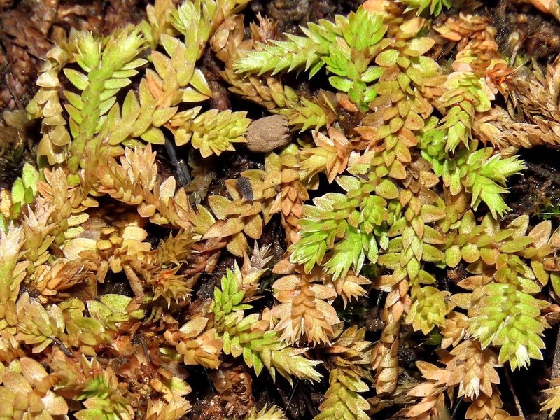 Selaginella culverwellii photo 6