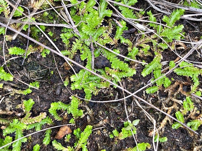 Selaginella culverwellii photo 7