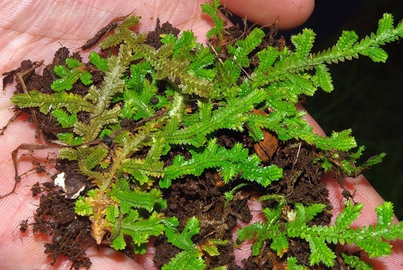 Selaginella culverwellii photo 8