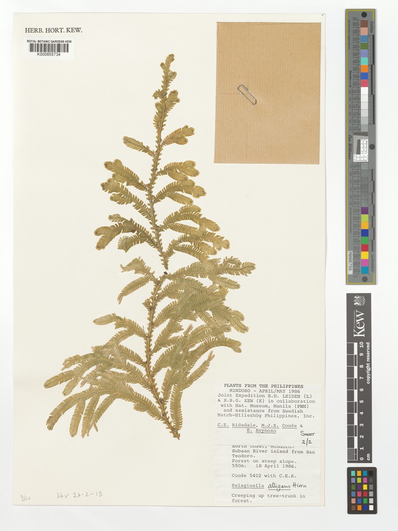 Selaginella cumingiana