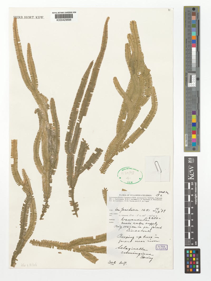 Selaginella cumingiana photo 4