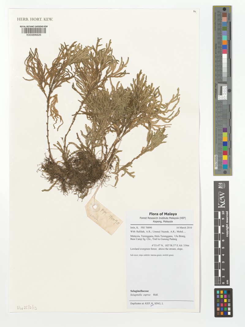 Selaginella cuprea