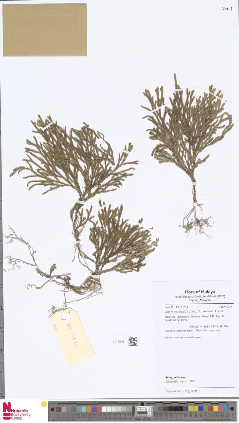 Selaginella cuprea photo 2