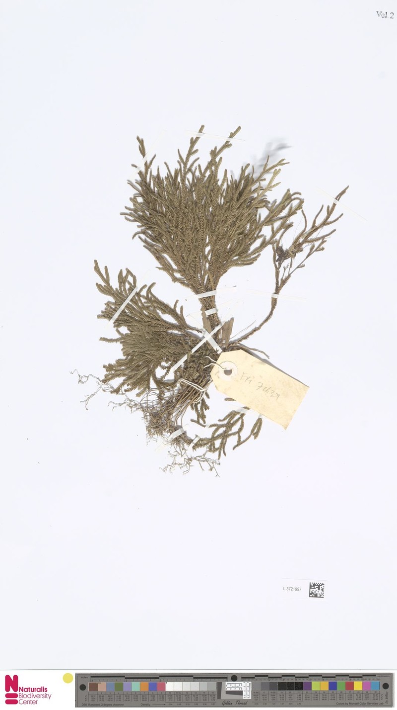 Selaginella cuprea photo 4