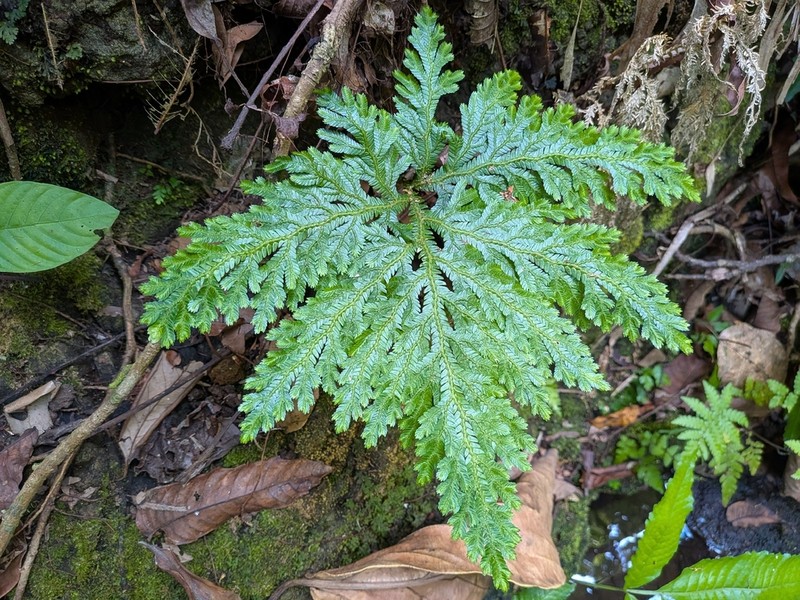 Selaginella cupressina