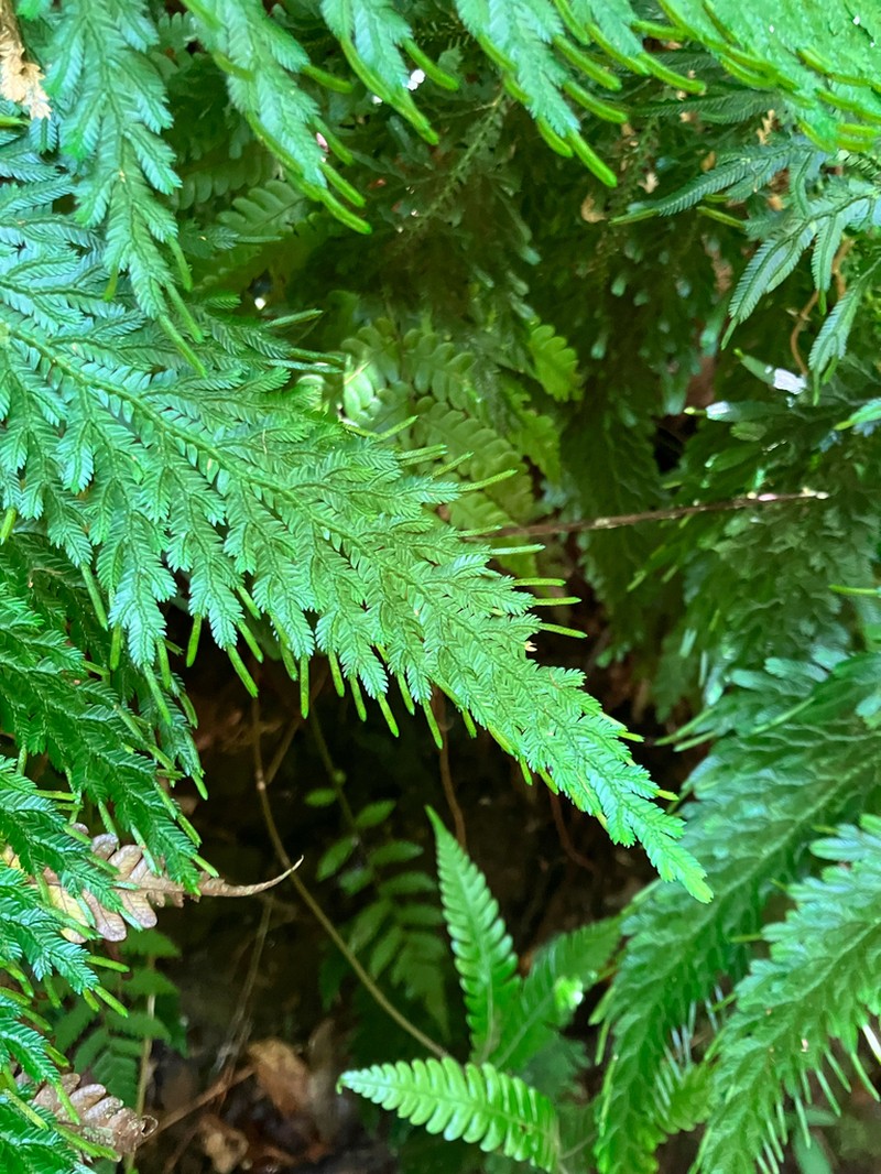 Selaginella cupressina photo 2