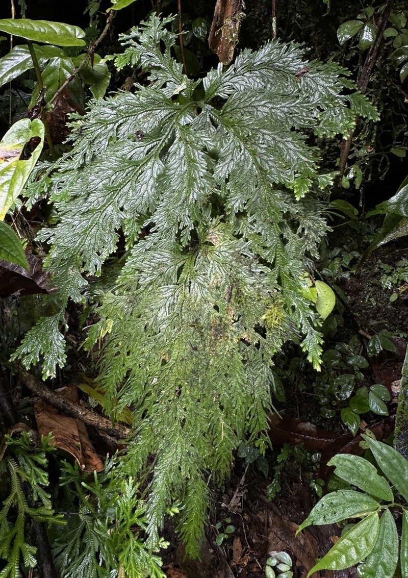 Selaginella cupressina photo 3