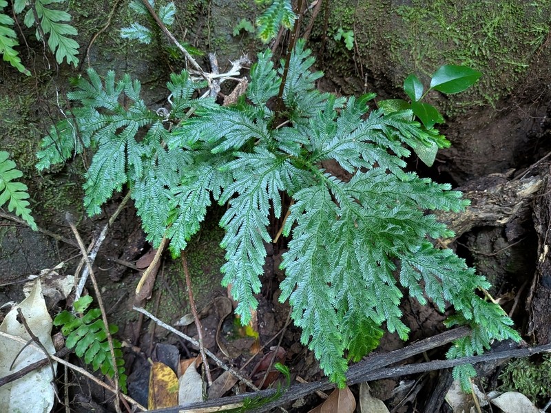 Selaginella cupressina photo 4