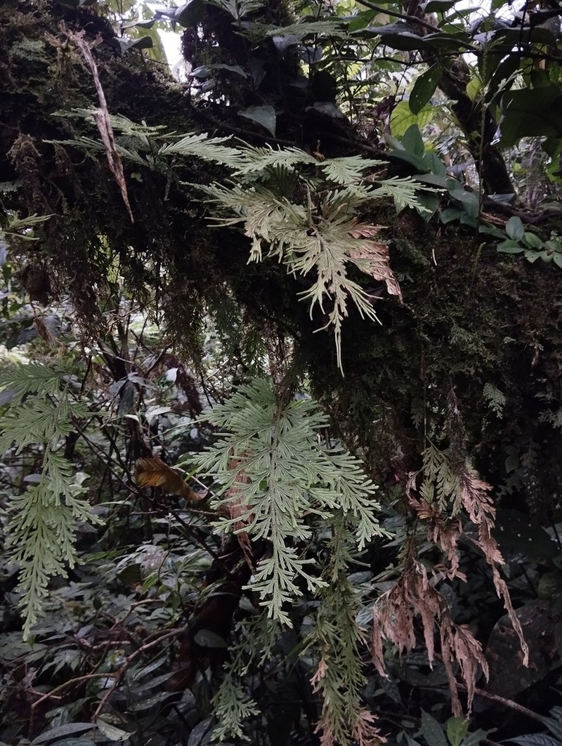 Selaginella cupressina photo 5