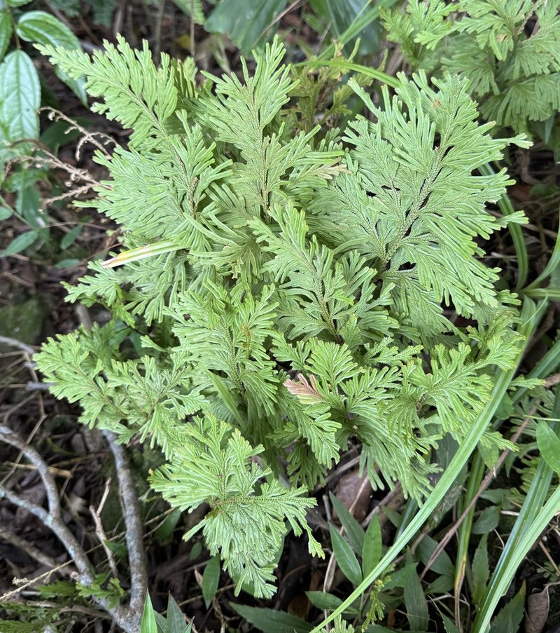 Selaginella cupressina photo 6