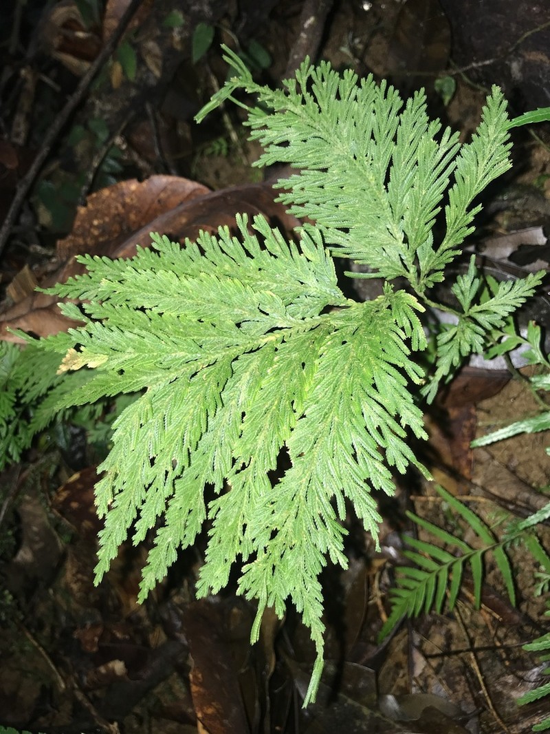 Selaginella cupressina photo 7