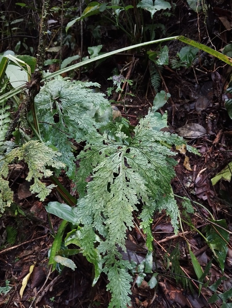 Selaginella cupressina photo 8