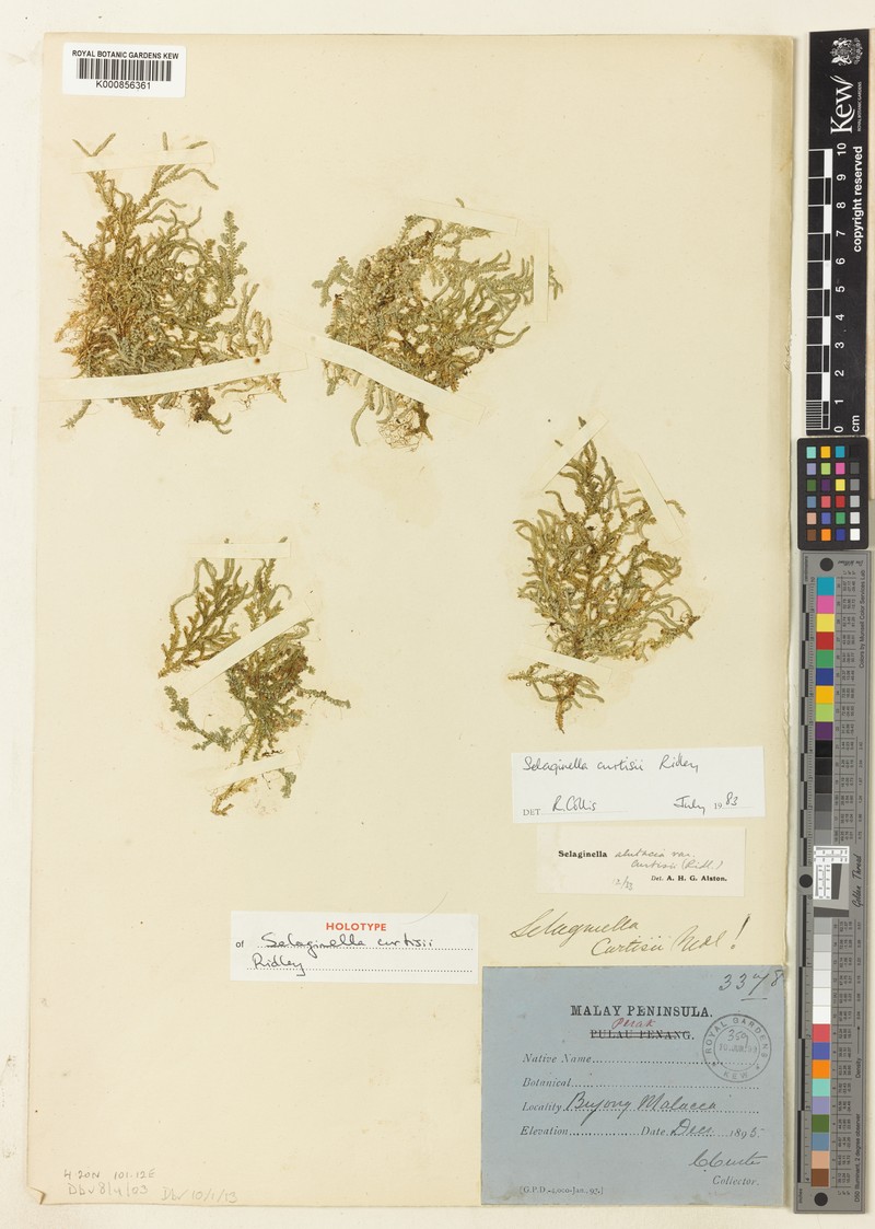 Selaginella curtisii