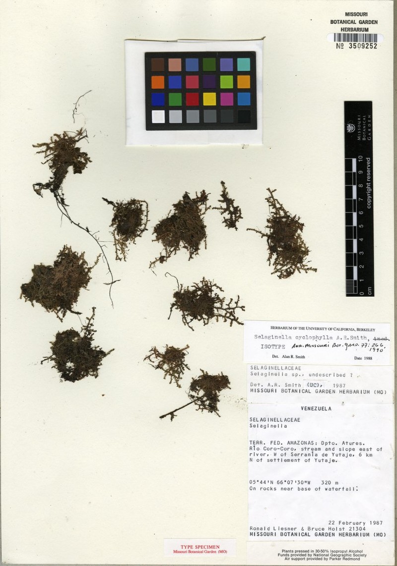 Selaginella cyclophylla