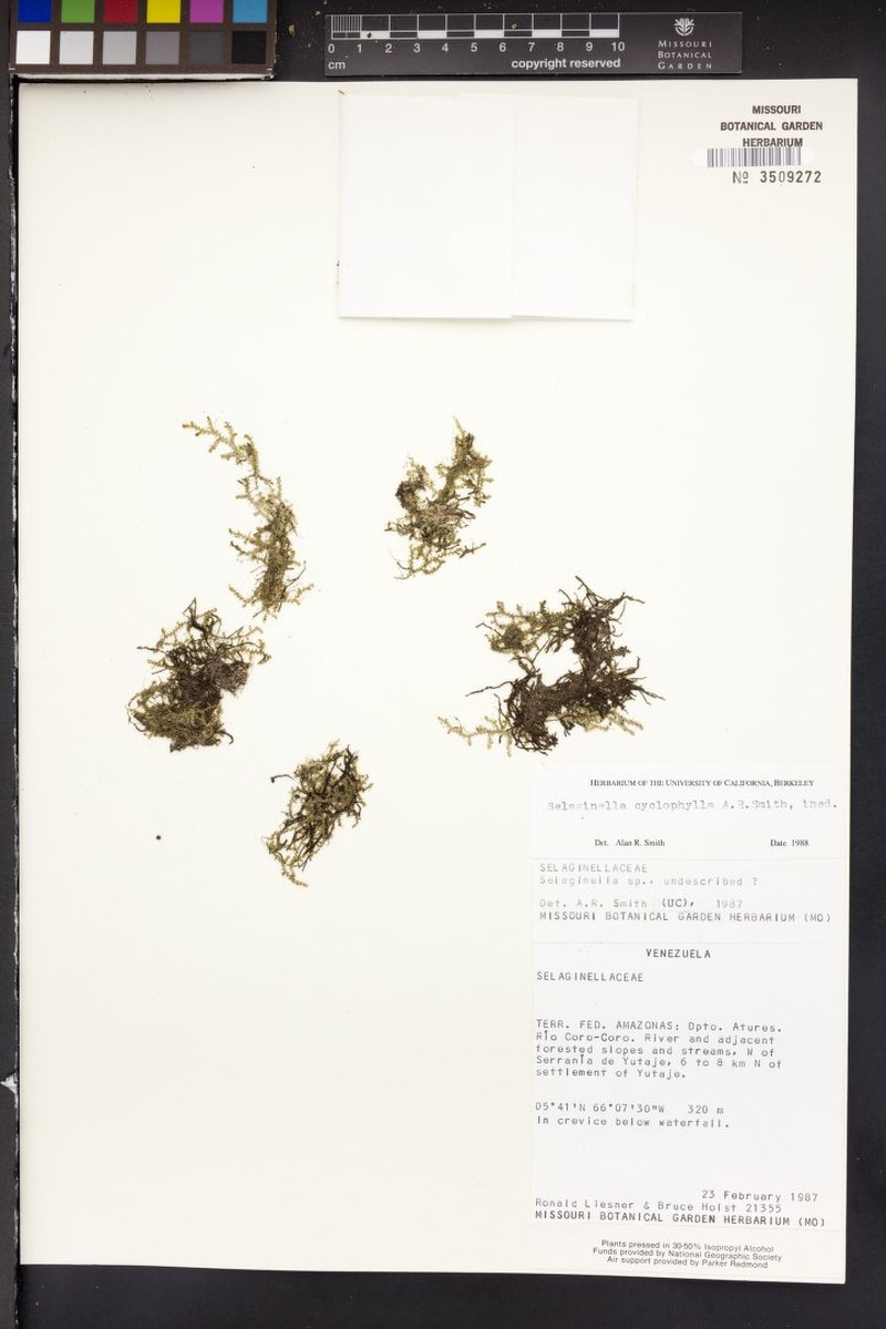 Selaginella cyclophylla photo 2