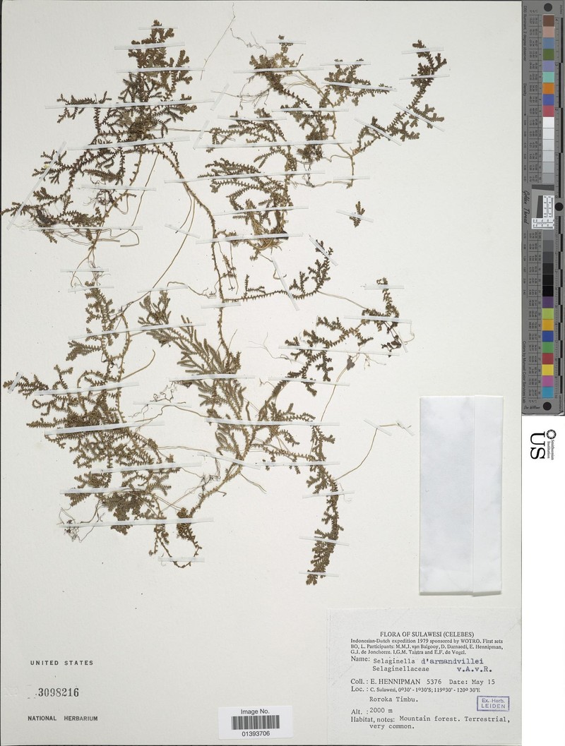 Selaginella darmandvillei