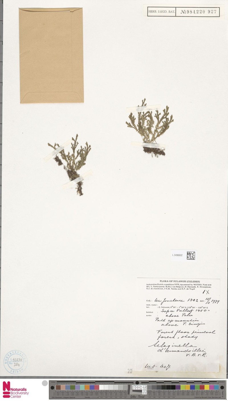 Selaginella darmandvillei photo 2