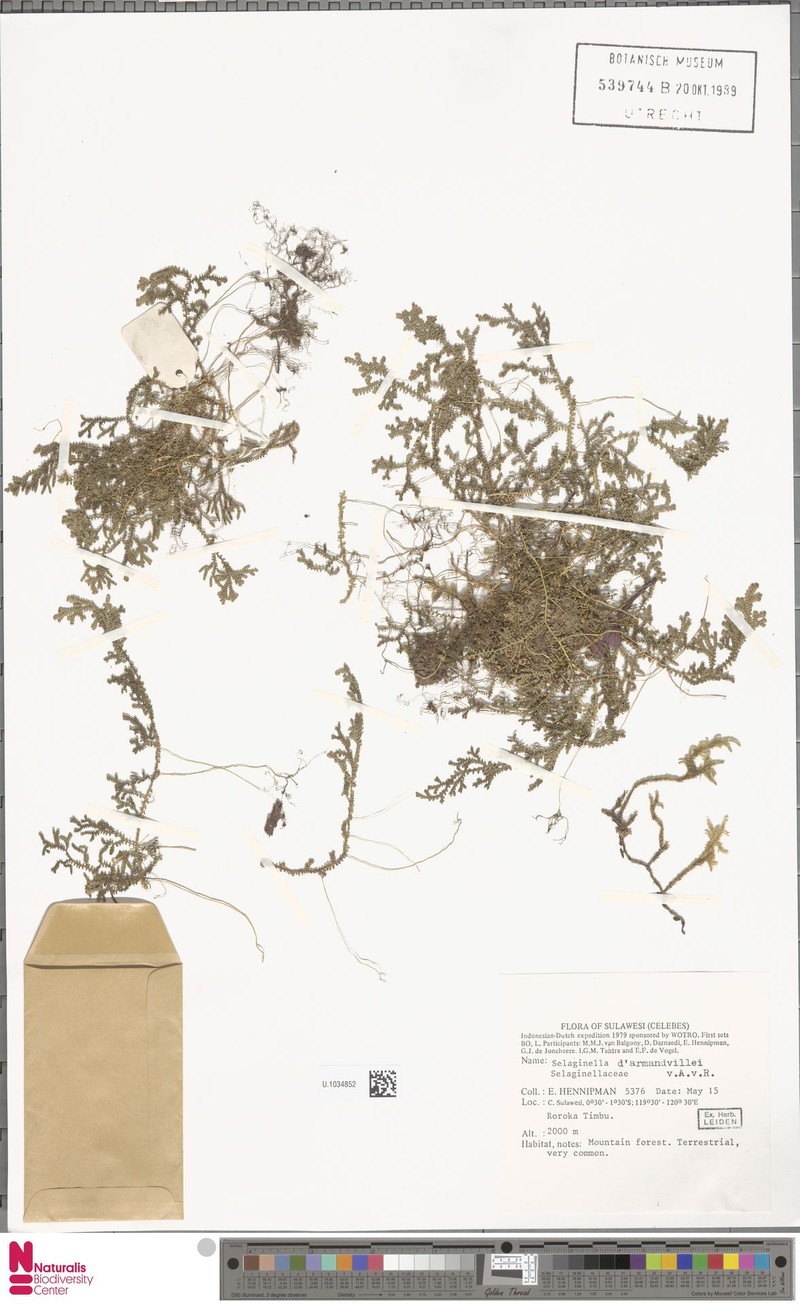 Selaginella darmandvillei photo 3