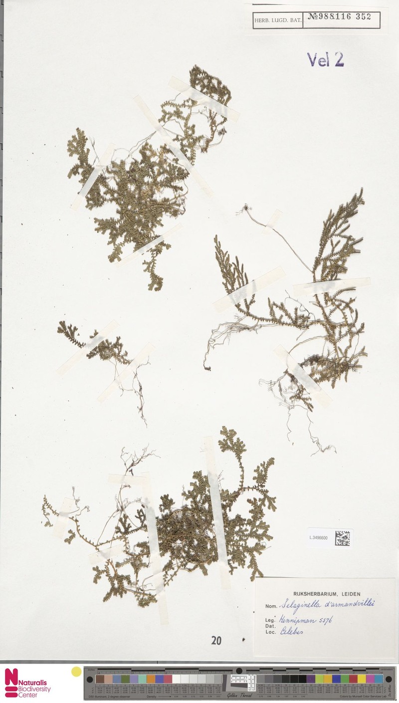 Selaginella darmandvillei photo 4
