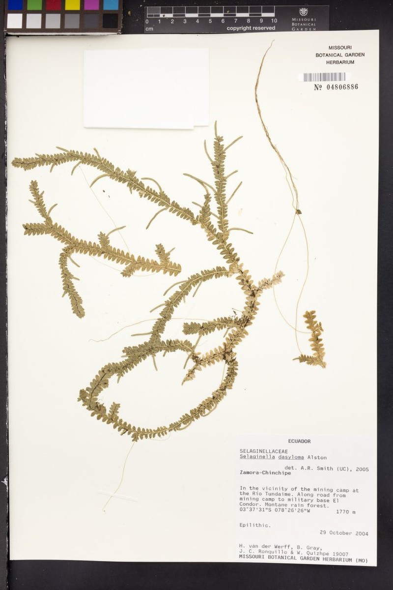 Selaginella dasyloma